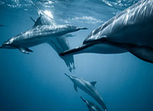 开云-吉翔现身南京奥体，跟随“苏超”南京队进行赛前最后一练